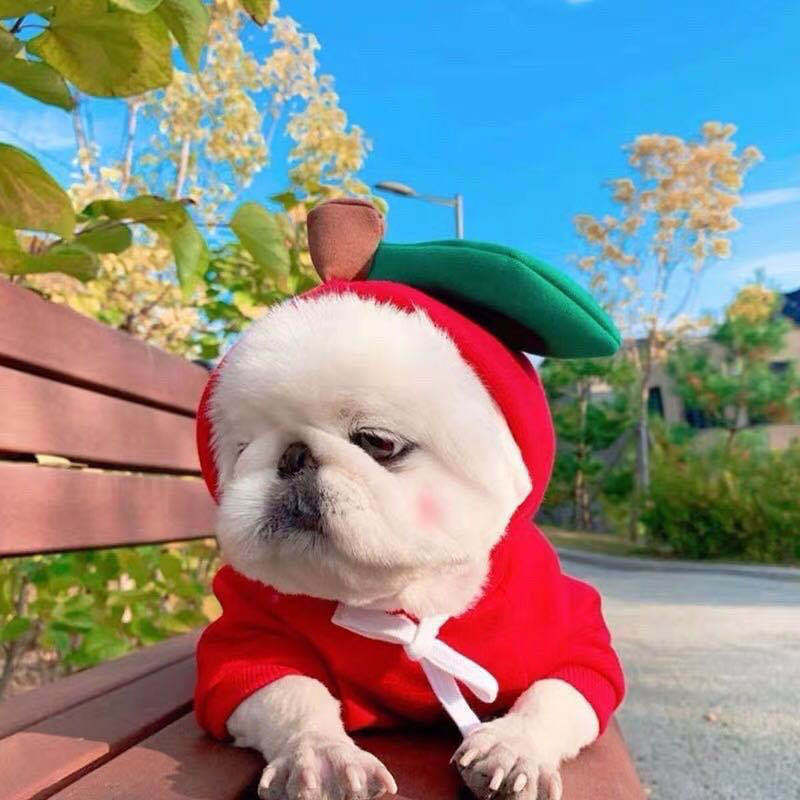 Cute Hoodies For Small Dogs